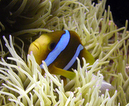 aneome_fish