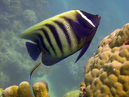 angel_fish