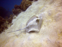 blue_spot_lagoon_ray