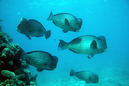 bumphead_parrot_fish