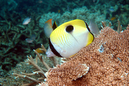 butterfly_fish