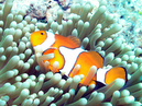 clown_fish