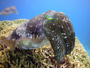 cuttle_fish