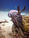 cuttlefish