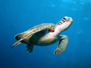 green_turtle