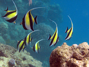 moorish_idols