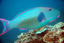 parrot_fish