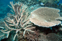 plate_coral