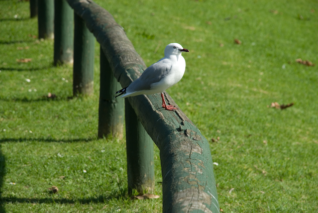 DSC_0009