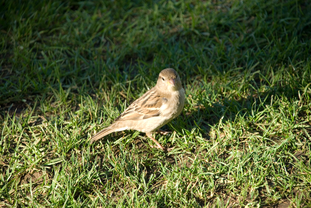 DSC_0043