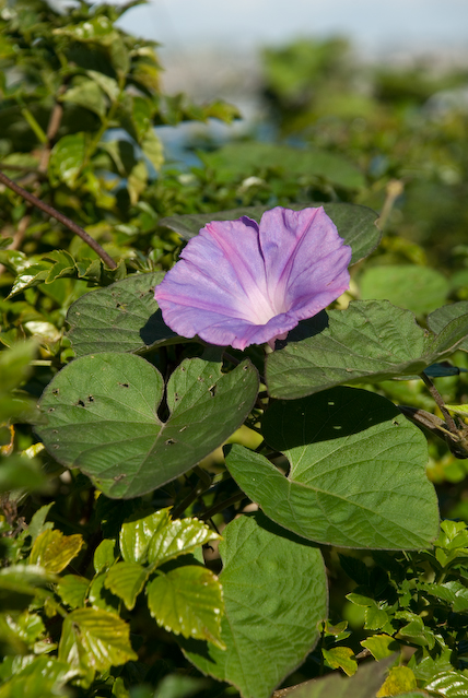 DSC_0083