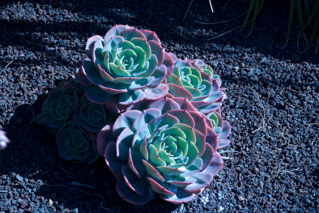 DSC_0099