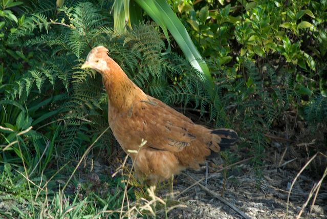 DSC_0020