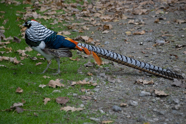 DSC_0067