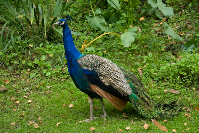 DSC_0103