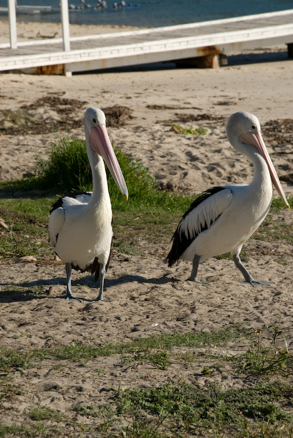 DSC_0007