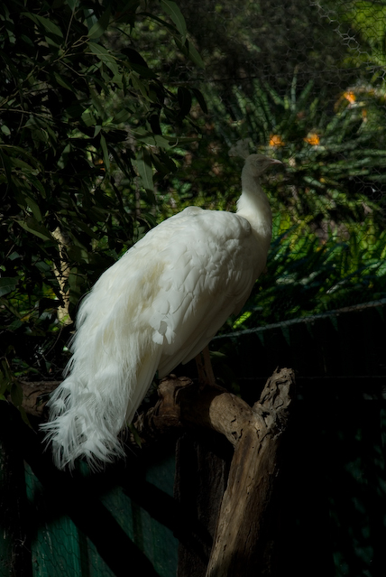 DSC_0061
