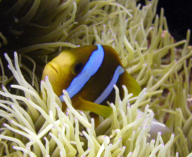 aneome_fish