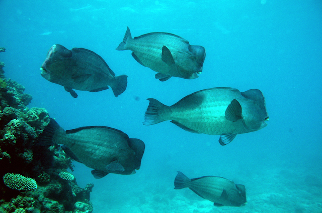 bumphead_parrot_fish