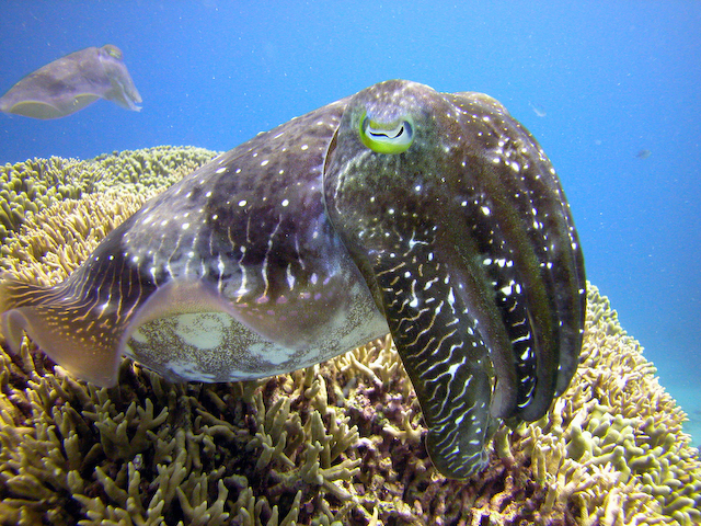 cuttle_fish