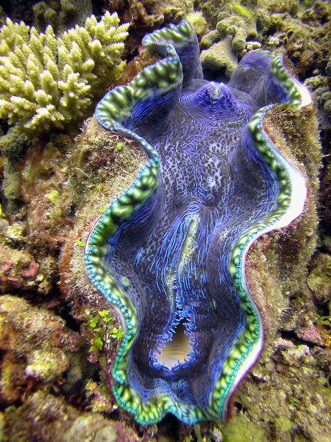 giant_clam