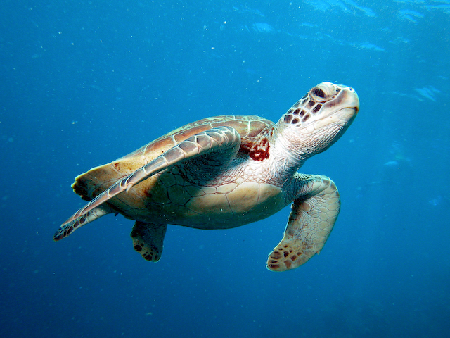 green_turtle