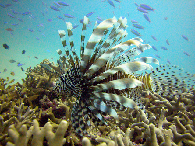 lionfish