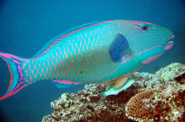 parrot_fish