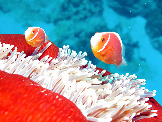 pink_anenome_fish