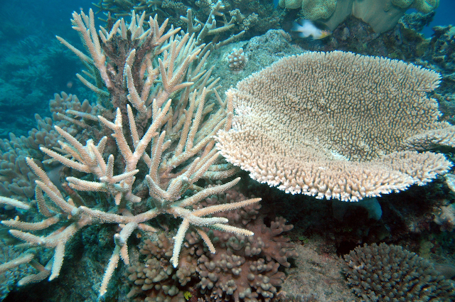 plate_coral