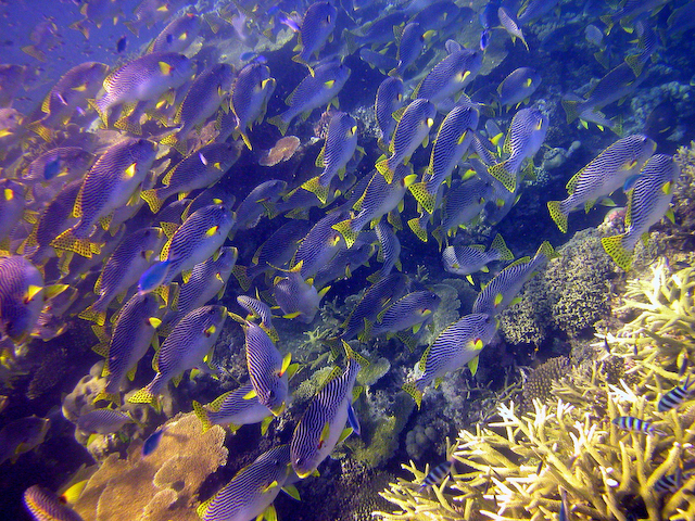 sweetlips