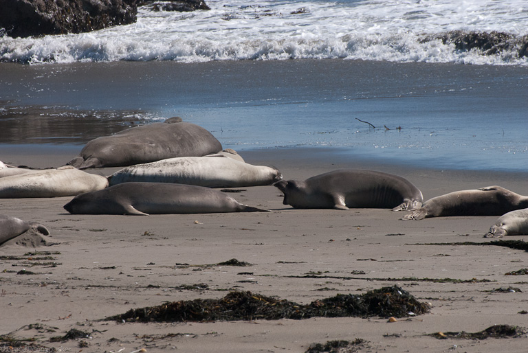 Elephant seals relaxing on the beach
