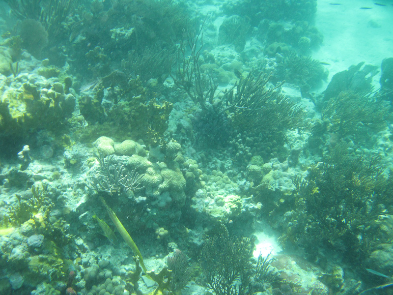 Waterlemon Cay